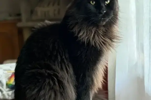 Lost Large Black Smoke Maine Coon Cat