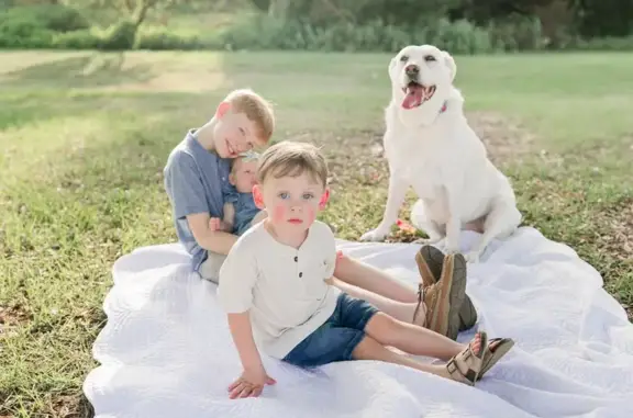Lost White Lab Near US 80 in Eden, GA