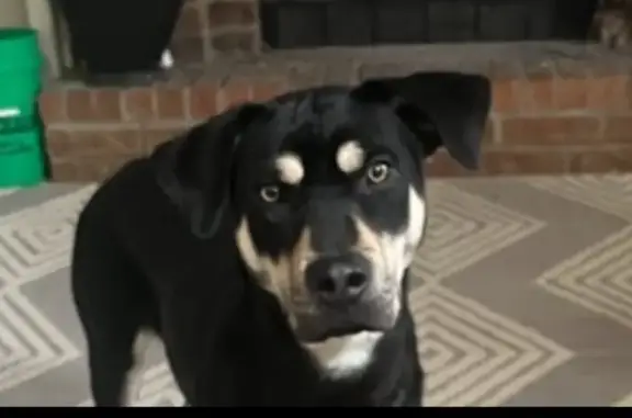 Missing dog Olathe, photo: Lost Dog Luna: White Collar, Olathe Area