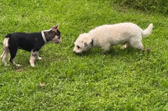 Lost Coton de Tulear: Call (920) 809-2998