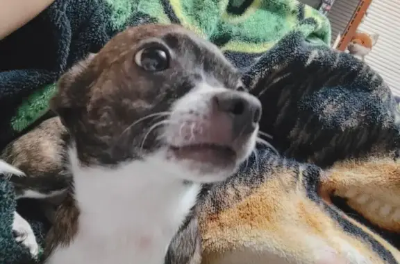 Lost Brindle Dog Shamrock in San Antonio