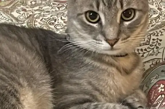 Lost Silver Gray Tabby on Hullihen Dr
