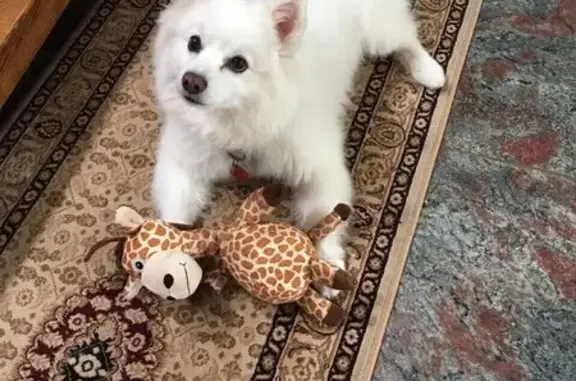 Missing: 16-Year-Old American Eskimo Dog