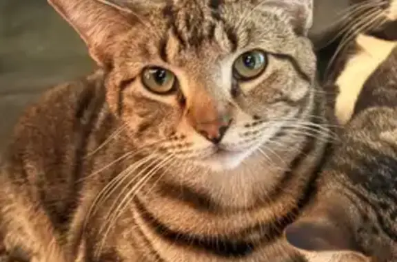 Lost Large Tabby: Distinct Racing Stripes