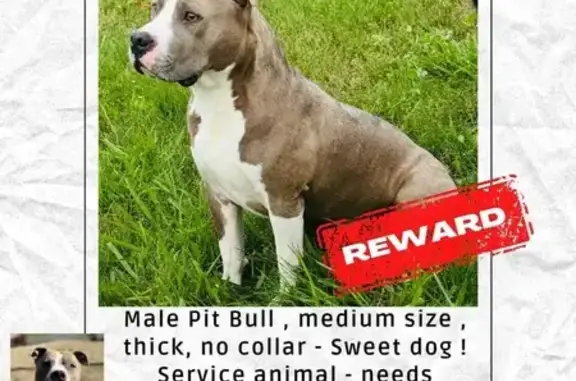 Friendly Grey Dog Lost in Tennessee Storm