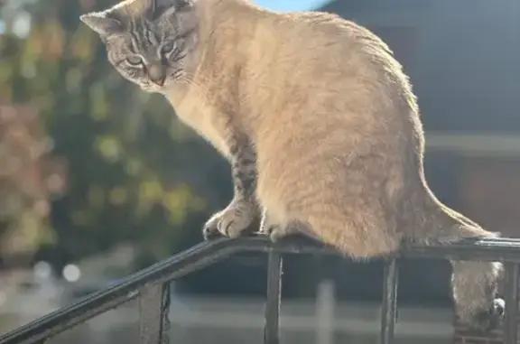 Lost Siamese Lynx Cat on Woodlawn Ave