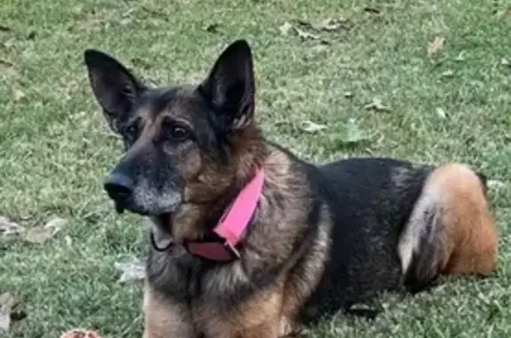 Found dog Fort Worth, photo: Energetic Dog Found on Clear Brook Circle