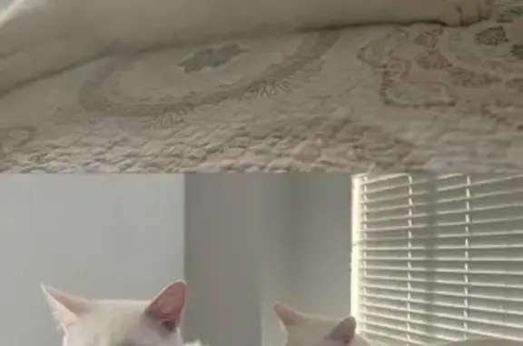Lost White Cat Coco in Ocala - Help!