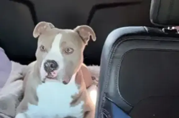 Friendly 70lb Gray & White Dog Lost