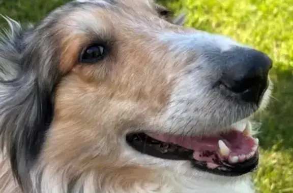 Lost Sable Collie: Sweet but Timid