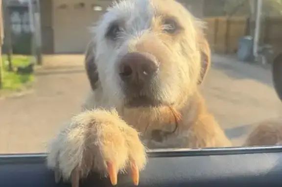 Lost Dog: Tall, Light Brown, Loving