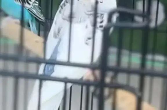 Lost pets West Torrens, photo: Lost Budgie: White & Blue, West Torrens