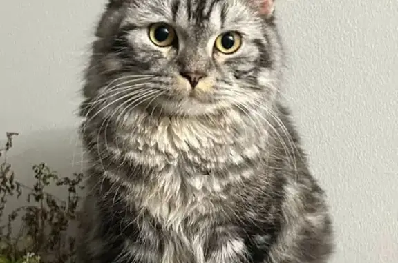 Lost Grey Cat Near Willow Springs