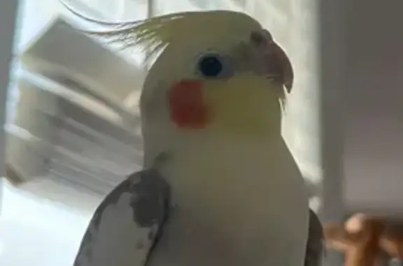Lost Cockatiel on Morrissee Av...