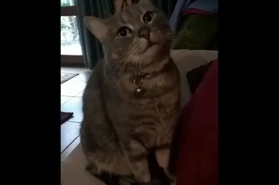 Lost Friendly Cat: Missing on...