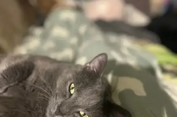 Lost Grey Cat: Friendly, Unique Lump