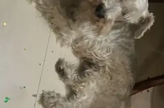 Perros perdidos, San Nicolas de los Garza, foto: Perro Perdido: Collar Azul en Palma de Mallorca