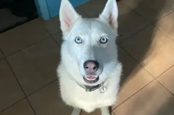 Lost and found pets Weston, photo: Lost Dog: Blue-Eyed Beauty in Weston