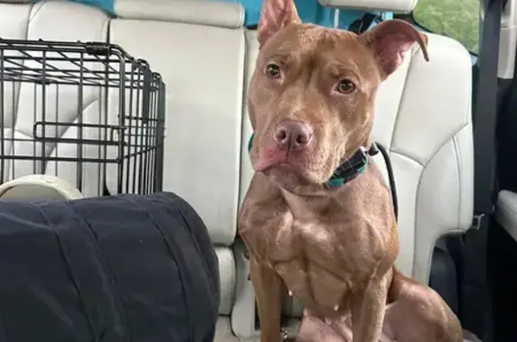 Found Dog with Unique Bark - N...