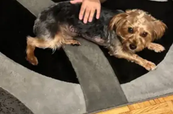 Lost Dog: Tan Face, Gray Back in Richton