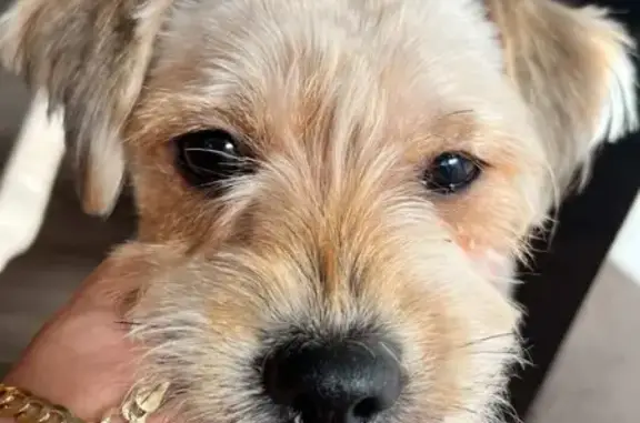 Lost Dog on Wynbrook Rd, Baltimore