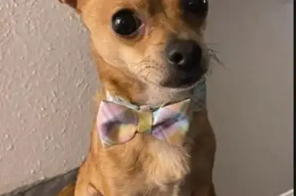 Lost and found pets Shreveport, photo: Stolen Tan Chihuahua - $200 Reward