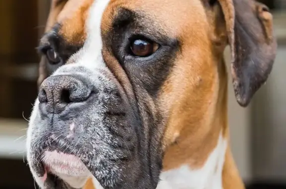 Lost and found pets Broadview, photo: Lost Dog Spikey: Brown with Black Mouth