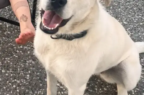 Lost Dog: White Coat, Black Collar