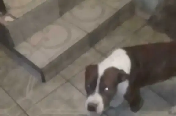 Perros perdidos, Irapuato, foto: Perro perdido: Cosmo, amistoso y manchado