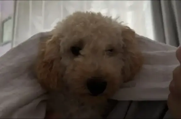 Lost pets , photo: Lost Dog in Monash: Apricot & White Fur