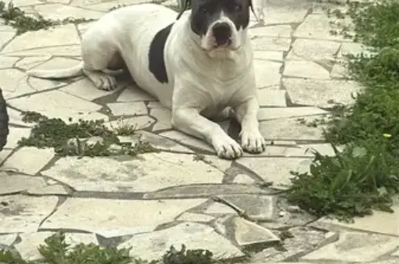 Chien perdu : Amstaff blanc/bleu à Pompignac - photo