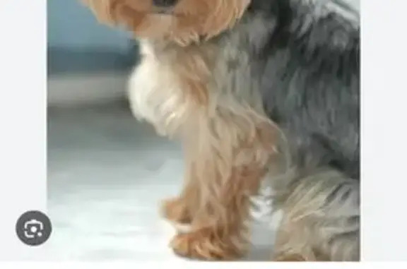 Yorkshire Perdido en SM-6, San Martín