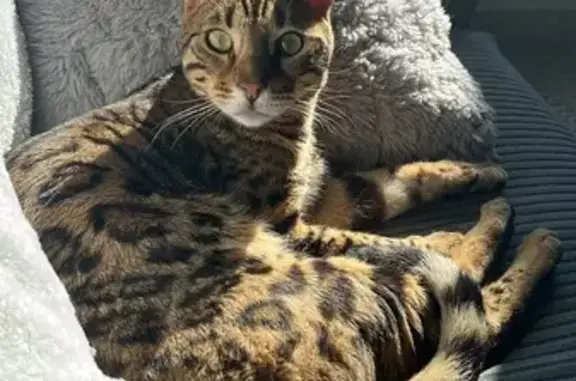 Chat perdu à Saint-Cyr : Aidez Yuumy ! - photo