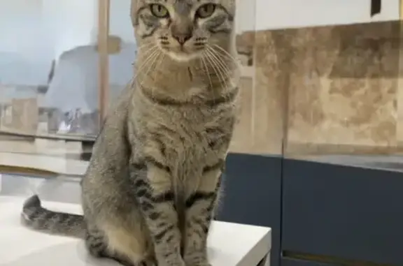 Chat perdu 1 an, Rue Paul Verlaine - photo
