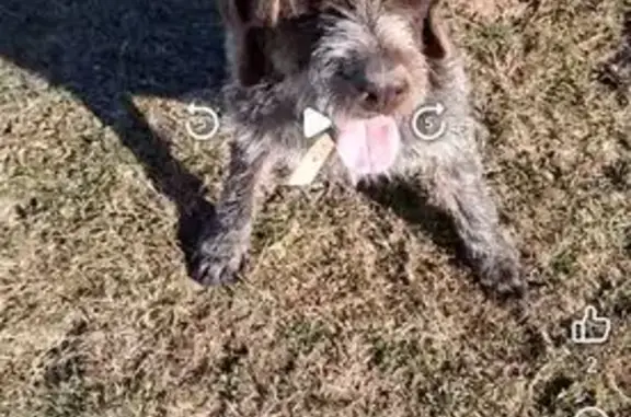 Chien de chasse gris-brun perdu à Lantéfontaine - photo