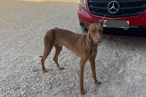 Perro Marrón Hallado en Molina de Segura