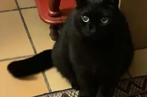 Animaux perdus Toulouse, photo: Chat noir 7 ans perdu à Toulouse