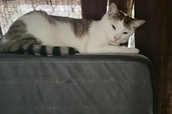 Lost Cat: Multi-Colored with Bell - Mandurah