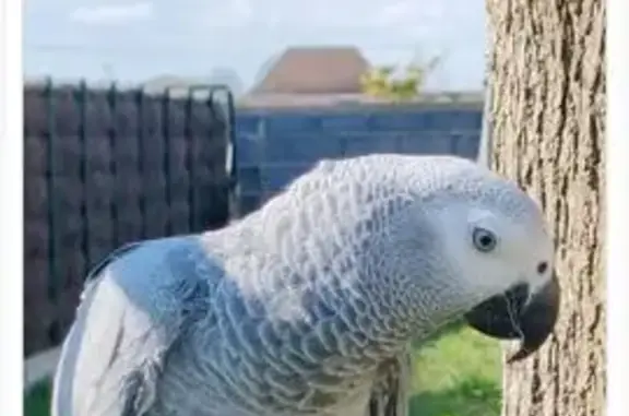 Animaux perdus Nouvelle-Aquitaine, photo: Perroquet gris perdu entre Aussevielle et Poey