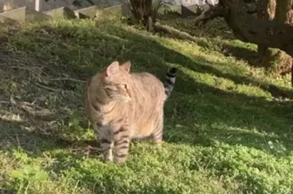 Chat perdu : Liby, tigré, 8kg, Hendaye - photo