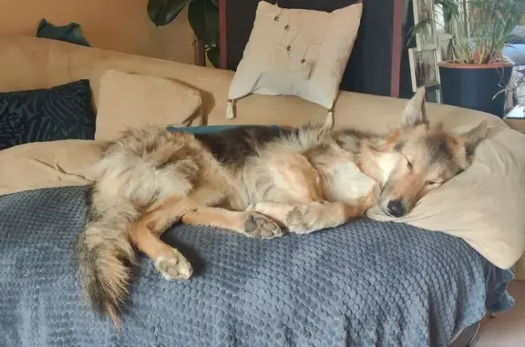 Chien-loup femelle perdue à Sainte-Luce - photo