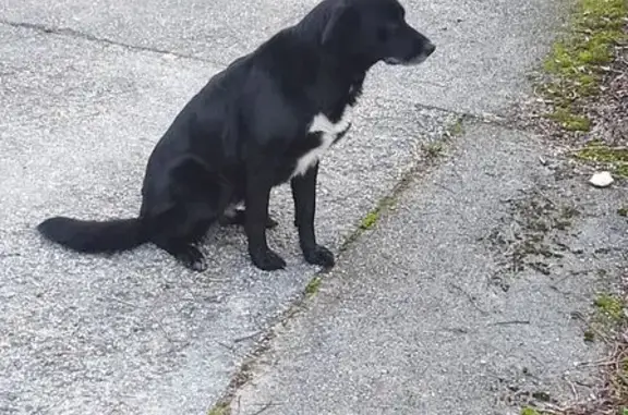 Animaux trouvés , photo: Chienne noire et blanche trouvée à Eygluy