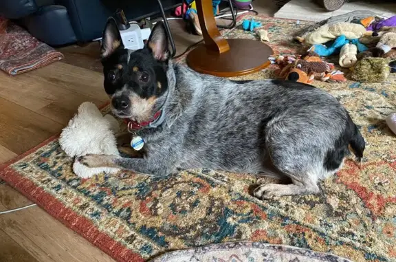 Lost Blue Merle Dog in Austin - No Tail