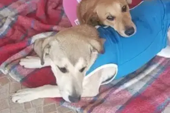 cachorro desaparecida