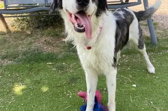 Chien perdu à Perpignan, Occitanie - photo