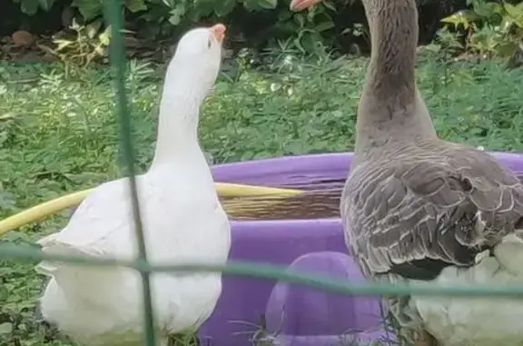 Animaux perdus Montlouis-sur-Loire, photo: Jeune oie blanche perdue à Montlouis