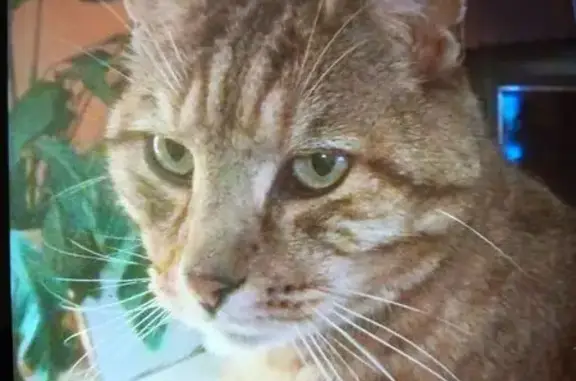 Chat perdu, Ussel, photo: Chat européen tigré marron perdu à Ussel