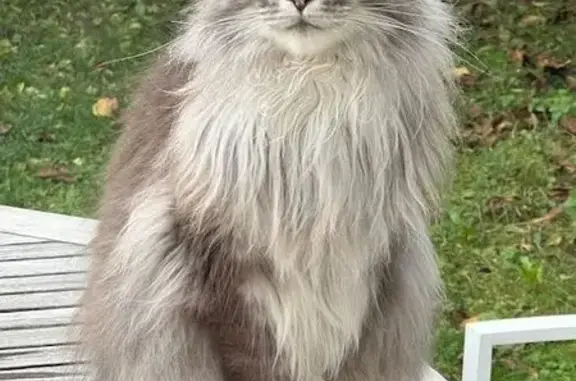 Chat perdu : Tennesse, gris/blanc, Savigny - photo