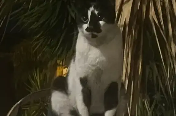Animaux perdus Perpignan, photo: Chat perdu rue Edouard Branly, Perpignan