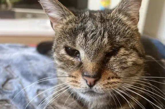 Chatte tigrée 12 ans perdue à Listinchello - photo